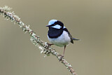 Image. Superb Fairywren
