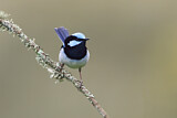Image. Superb Fairywren