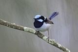 Image. Superb Fairywren
