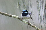 Image. Superb Fairywren