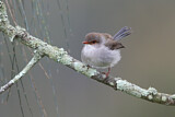 Image. Superb Fairywren