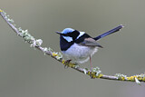 Image. Superb Fairywren