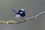 Image. Superb Fairywren