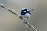 Image. Superb Fairywren