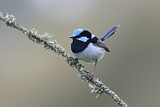 Image. Superb Fairywren