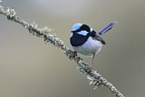 Image. Superb Fairywren