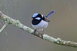 Image. Superb Fairywren