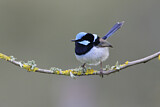 Image. Superb Fairywren