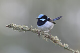 Image. Superb Fairywren