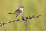 Image. Superb Fairywren