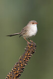 Image. Superb Fairywren