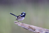 Image. Superb Fairywren