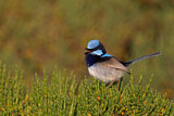 Image. Superb Fairywren