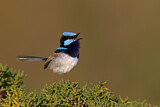 Image. Superb Fairywren