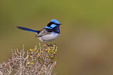 Image. Superb Fairywren