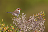 Image. Superb Fairywren
