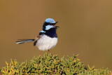 Image. Superb Fairywren