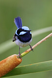 Image. Superb Fairywren