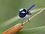 Image. Superb Fairywren