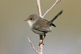 Image. Superb Fairywren