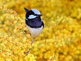 Image. Superb Fairywren
