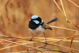 Image. Superb Fairywren