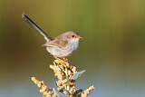 Image. Superb Fairywren