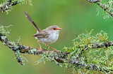 Image. Superb Fairywren