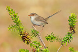 Image. Superb Fairywren