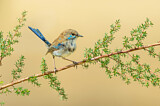 Image. Superb Fairywren
