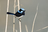 Image. Superb Fairywren