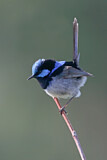 Image. Superb Fairywren