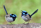 Image. Superb Fairywren