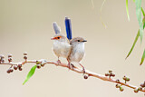 Image. Superb Fairywren