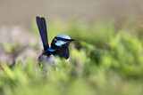 Image. Superb Fairywren