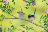 Image. Superb Fairywren