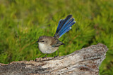 Image. Superb Fairywren