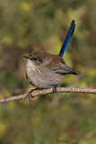 Image. Superb Fairywren