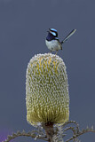 Image. Superb Fairywren