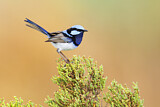 Image. Superb Fairywren