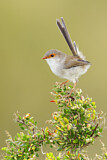 Image. Superb Fairywren