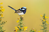 Image. Superb Fairywren