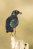 Image. Superb Starling