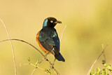 Image. Superb Starling