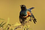 Image. Superb Starling