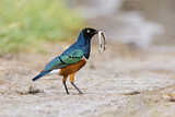 Image. Superb Starling