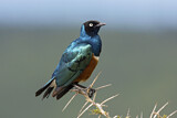 Image. Superb Starling