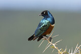Image. Superb Starling