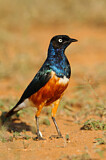 Image. Superb Starling