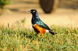 Image. Superb Starling
